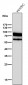 Anti-CD44 Rabbit Monoclonal Antibody